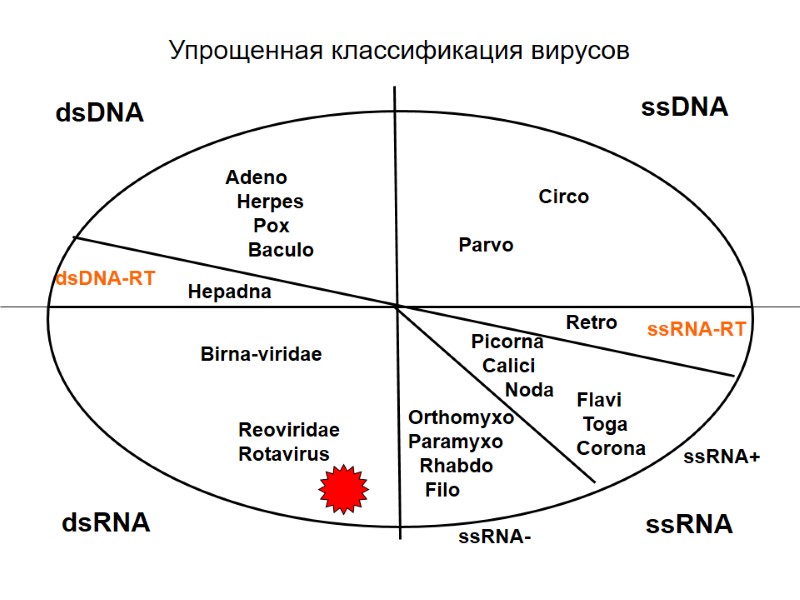 Упрощенная классификация вирусов ssDNA dsDNA dsRNA ssRNA ssRNA+ ssRNA- ssRNA-RT dsDNA-RT Picorna  